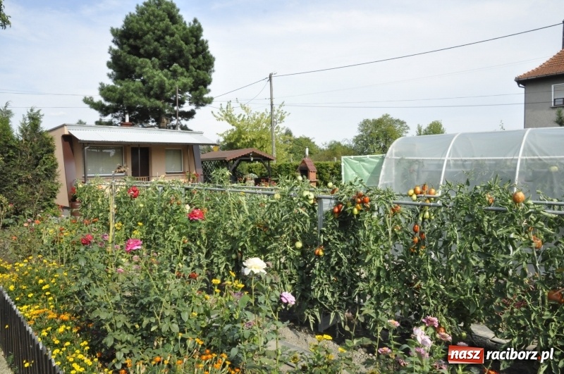 Zdjęcie w galerii na portalu naszraciborz.pl: Działkowcy z Ostroga świętują 90-lecie  wiadomości z regionu