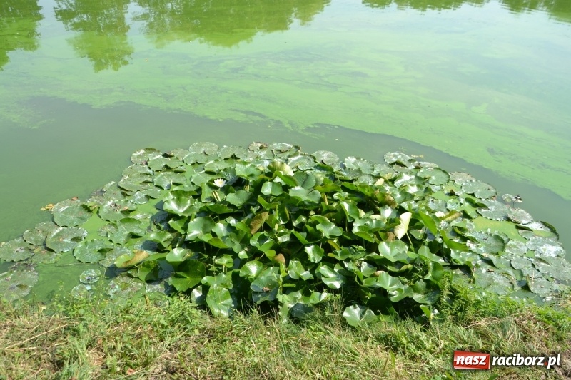 Zdjęcie w galerii na portalu naszraciborz.pl: 35-lecie koła PZW Krzyżanowice świętowano na Trzecioku  wiadomości z regionu