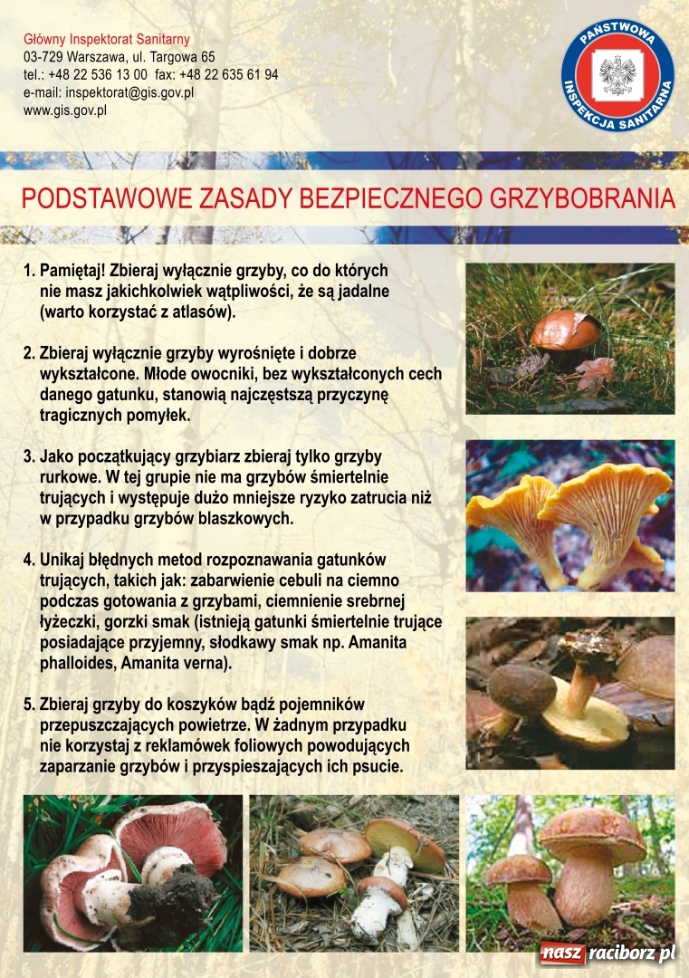 Zdjęcie w galerii na portalu naszraciborz.pl: Co robić, by grzybobranie było bezpieczne? wiadomości z regionu