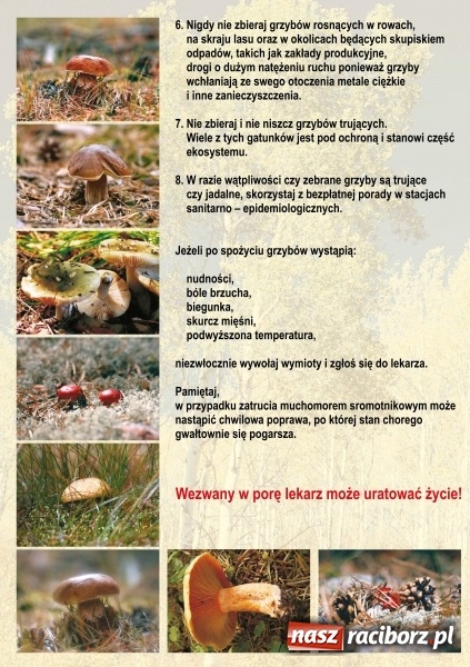 Zdjęcie w galerii na portalu naszraciborz.pl: Co robić, by grzybobranie było bezpieczne? wiadomości z regionu