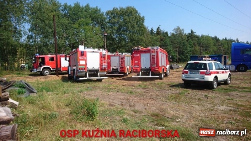 Zdjęcie w galerii na portalu naszraciborz.pl: Zwarcie instalacji wzdłuż torów mogło spowodować duży pożar lasu wiadomości z regionu