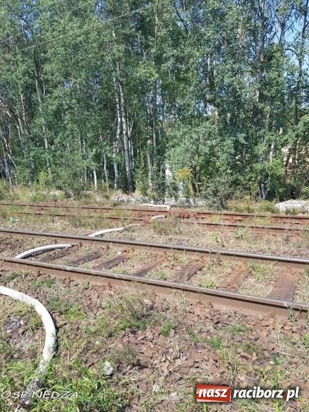 Zdjęcie w galerii na portalu naszraciborz.pl: Zwarcie instalacji wzdłuż torów mogło spowodować duży pożar lasu wiadomości z regionu