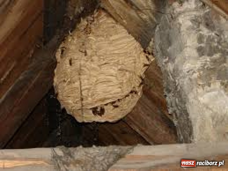 Zdjęcie w galerii na portalu naszraciborz.pl: Gniazda os i szerszeni w Raciborzu i okolicach. Zobaczcie gdzie gnieżdżą się groźne owady wiadomości z regionu