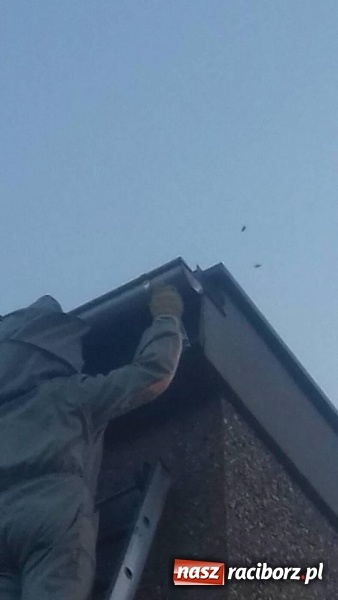 Zdjęcie w galerii na portalu naszraciborz.pl: Gniazda os i szerszeni w Raciborzu i okolicach. Zobaczcie gdzie gnieżdżą się groźne owady wiadomości z regionu