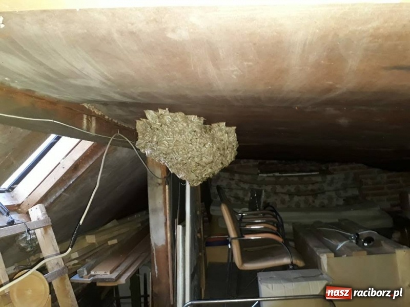 Zdjęcie w galerii na portalu naszraciborz.pl: Gniazda os i szerszeni w Raciborzu i okolicach. Zobaczcie gdzie gnieżdżą się groźne owady wiadomości z regionu