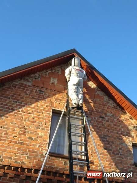 Zdjęcie w galerii na portalu naszraciborz.pl: Gniazda os i szerszeni w Raciborzu i okolicach. Zobaczcie gdzie gnieżdżą się groźne owady wiadomości z regionu