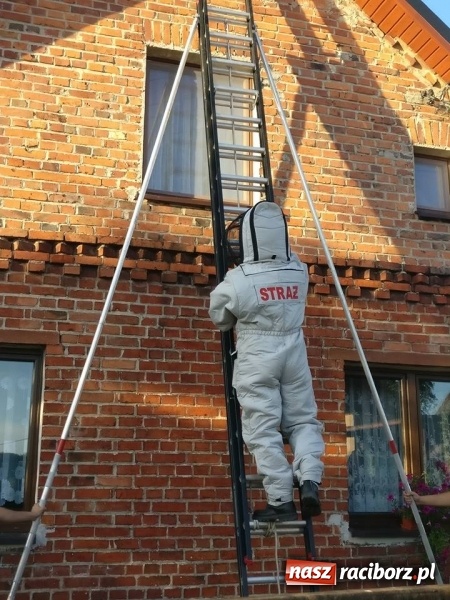 Zdjęcie w galerii na portalu naszraciborz.pl: Gniazda os i szerszeni w Raciborzu i okolicach. Zobaczcie gdzie gnieżdżą się groźne owady wiadomości z regionu