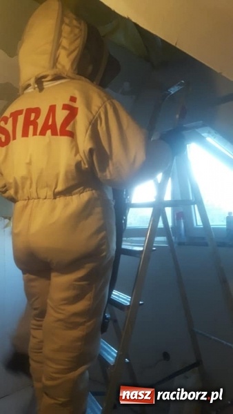 Zdjęcie w galerii na portalu naszraciborz.pl: Gniazda os i szerszeni w Raciborzu i okolicach. Zobaczcie gdzie gnieżdżą się groźne owady wiadomości z regionu