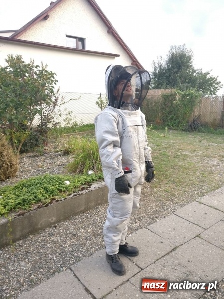 Zdjęcie w galerii na portalu naszraciborz.pl: Gniazda os i szerszeni w Raciborzu i okolicach. Zobaczcie gdzie gnieżdżą się groźne owady wiadomości z regionu