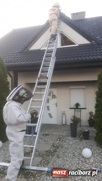 Zdjęcie w galerii na portalu naszraciborz.pl: Gniazda os i szerszeni w Raciborzu i okolicach. Zobaczcie gdzie gnieżdżą się groźne owady wiadomości z regionu