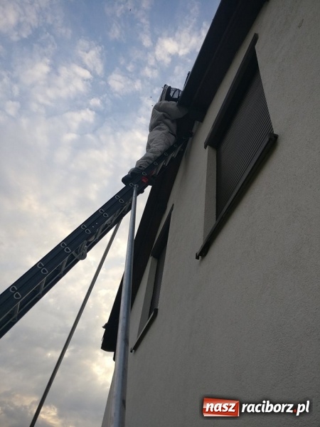 Zdjęcie w galerii na portalu naszraciborz.pl: Gniazda os i szerszeni w Raciborzu i okolicach. Zobaczcie gdzie gnieżdżą się groźne owady wiadomości z regionu
