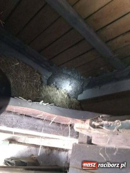 Zdjęcie w galerii na portalu naszraciborz.pl: Gniazda os i szerszeni w Raciborzu i okolicach. Zobaczcie gdzie gnieżdżą się groźne owady wiadomości z regionu
