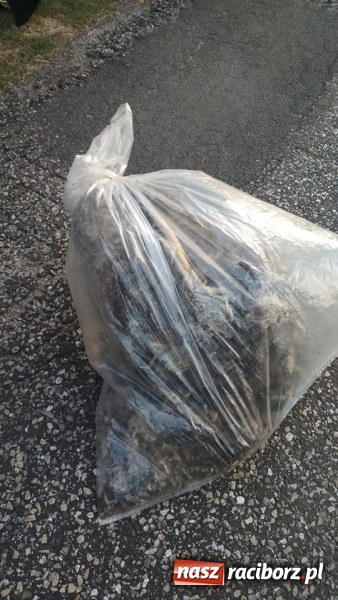 Zdjęcie w galerii na portalu naszraciborz.pl: Gniazda os i szerszeni w Raciborzu i okolicach. Zobaczcie gdzie gnieżdżą się groźne owady wiadomości z regionu