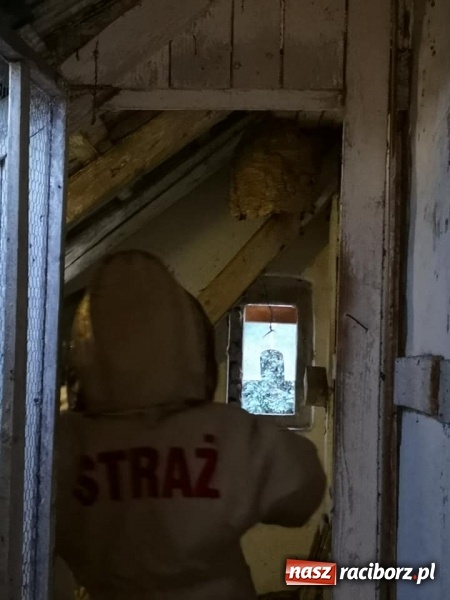 Zdjęcie w galerii na portalu naszraciborz.pl: Gniazda os i szerszeni w Raciborzu i okolicach. Zobaczcie gdzie gnieżdżą się groźne owady wiadomości z regionu