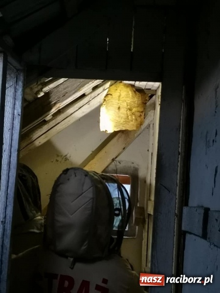 Zdjęcie w galerii na portalu naszraciborz.pl: Gniazda os i szerszeni w Raciborzu i okolicach. Zobaczcie gdzie gnieżdżą się groźne owady wiadomości z regionu