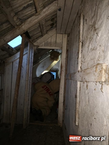 Zdjęcie w galerii na portalu naszraciborz.pl: Gniazda os i szerszeni w Raciborzu i okolicach. Zobaczcie gdzie gnieżdżą się groźne owady wiadomości z regionu