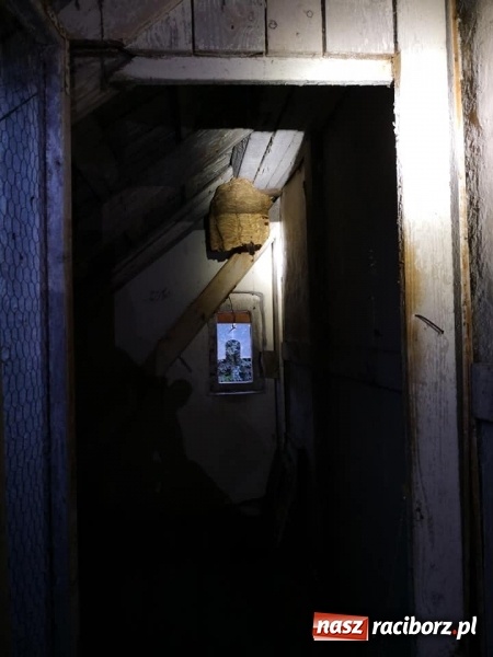 Zdjęcie w galerii na portalu naszraciborz.pl: Gniazda os i szerszeni w Raciborzu i okolicach. Zobaczcie gdzie gnieżdżą się groźne owady wiadomości z regionu