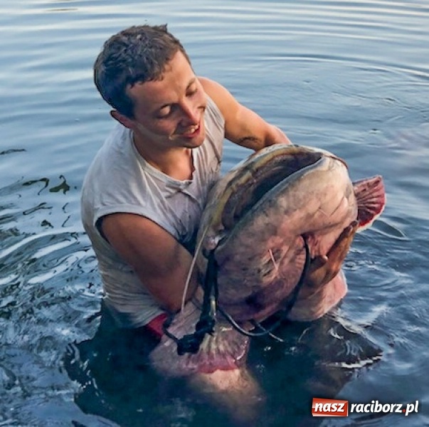 Zdjęcie w galerii na portalu naszraciborz.pl: Sum olbrzym wyłowiony w Nieboczowach  wiadomości z regionu