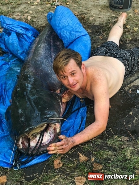 Zdjęcie w galerii na portalu naszraciborz.pl: Sum olbrzym wyłowiony w Nieboczowach  wiadomości z regionu