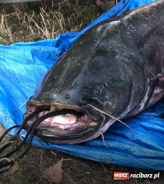 Zdjęcie w galerii na portalu naszraciborz.pl: Sum olbrzym wyłowiony w Nieboczowach  wiadomości z regionu