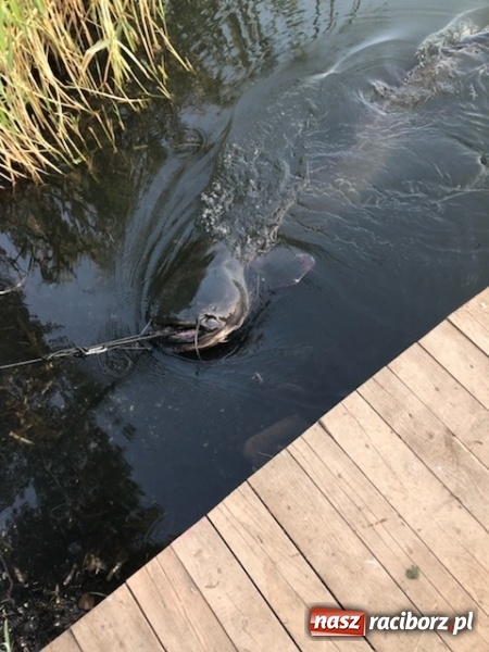 Zdjęcie w galerii na portalu naszraciborz.pl: Sum olbrzym wyłowiony w Nieboczowach  wiadomości z regionu