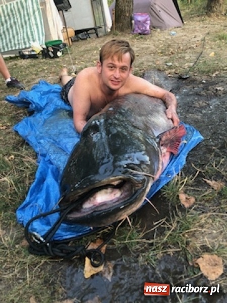 Zdjęcie w galerii na portalu naszraciborz.pl: Sum olbrzym wyłowiony w Nieboczowach  wiadomości z regionu