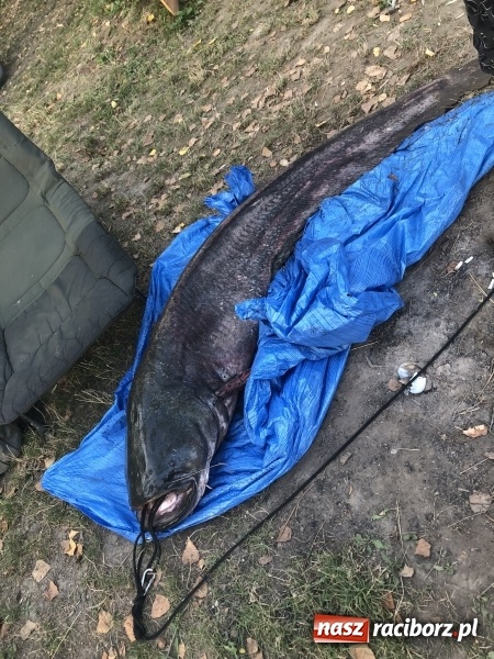 Zdjęcie w galerii na portalu naszraciborz.pl: Sum olbrzym wyłowiony w Nieboczowach  wiadomości z regionu