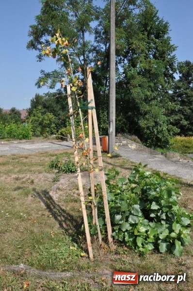 Zdjęcie w galerii na portalu naszraciborz.pl: Wandale w akcji w Kuźni Raciborskiej  wiadomości z regionu