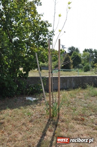 Zdjęcie w galerii na portalu naszraciborz.pl: Wandale w akcji w Kuźni Raciborskiej  wiadomości z regionu