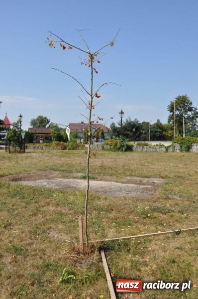Zdjęcie w galerii na portalu naszraciborz.pl: Wandale w akcji w Kuźni Raciborskiej  wiadomości z regionu