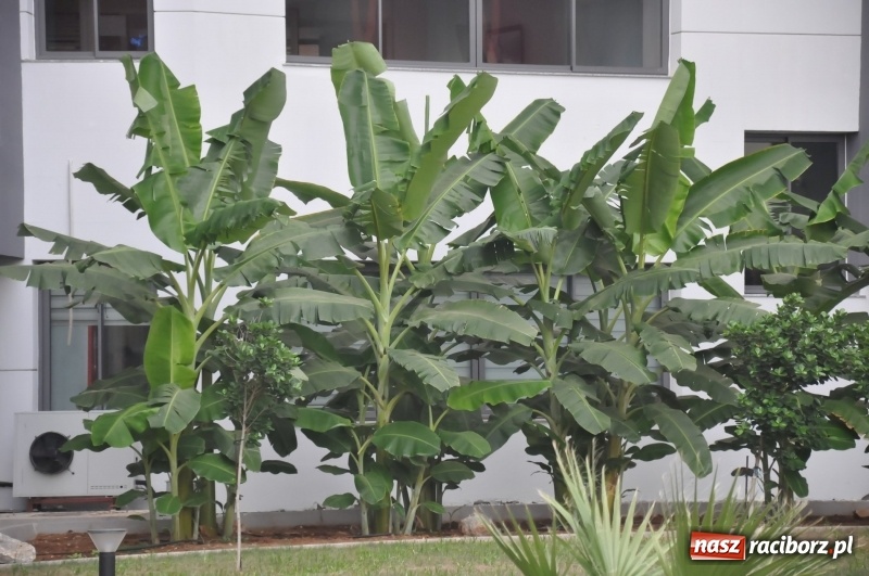 Zdjęcie w galerii na portalu naszraciborz.pl: Raciborzanie ze Źródła tańczyli na Cyprze  wiadomości z regionu