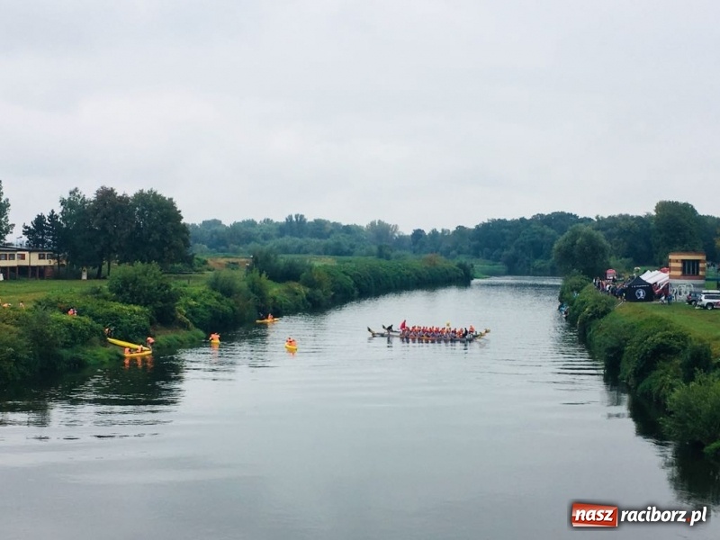 Zdjęcie w galerii na portalu naszraciborz.pl: Na Odrze w Bohuminie ścigają się smocze łodzie  wiadomości z regionu
