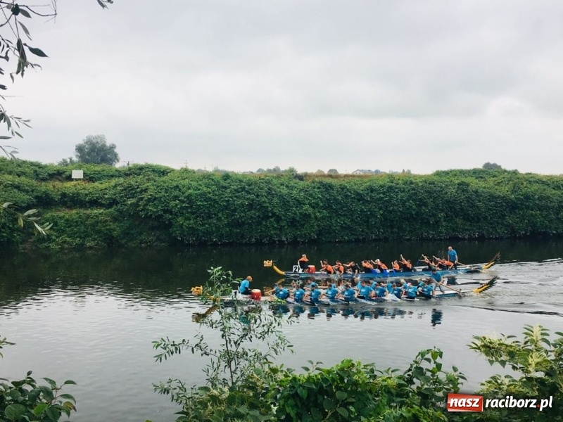 Zdjęcie w galerii na portalu naszraciborz.pl: Na Odrze w Bohuminie ścigają się smocze łodzie  wiadomości z regionu