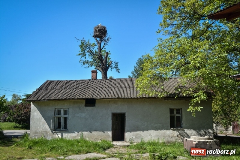 Zdjęcie w galerii na portalu naszraciborz.pl: Wieś widmo pod Raciborzem. Nieboczowy wiadomości z regionu