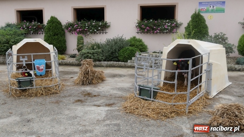Zdjęcie w galerii na portalu naszraciborz.pl: Najpiękniejsze zagrody dożynkowe w Krzanowicach  wiadomości z regionu