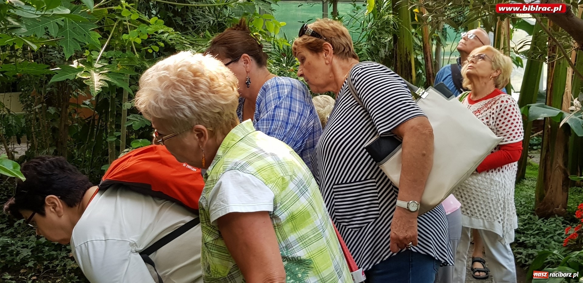 Zdjęcie w galerii na portalu naszraciborz.pl: Klub Przyjaciół Biblioteki na Ostrogu z wizytą w Palmiarni w Gliwicach wiadomości z regionu