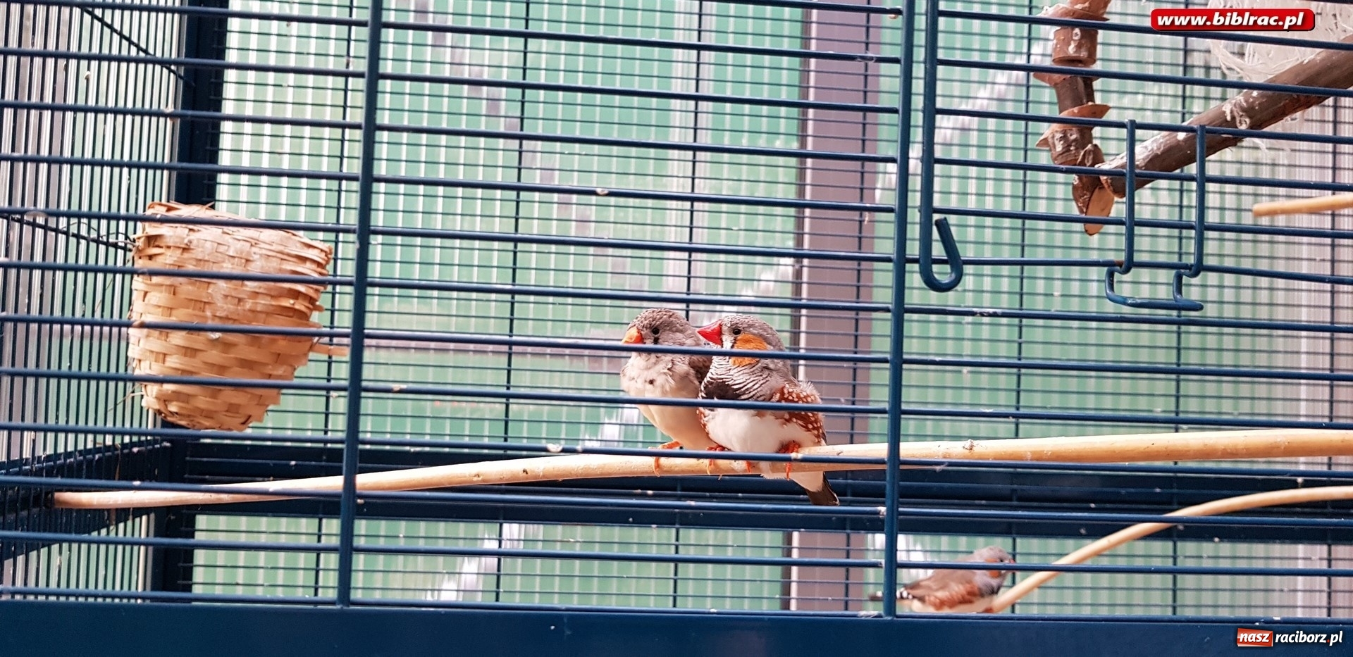 Zdjęcie w galerii na portalu naszraciborz.pl: Klub Przyjaciół Biblioteki na Ostrogu z wizytą w Palmiarni w Gliwicach wiadomości z regionu