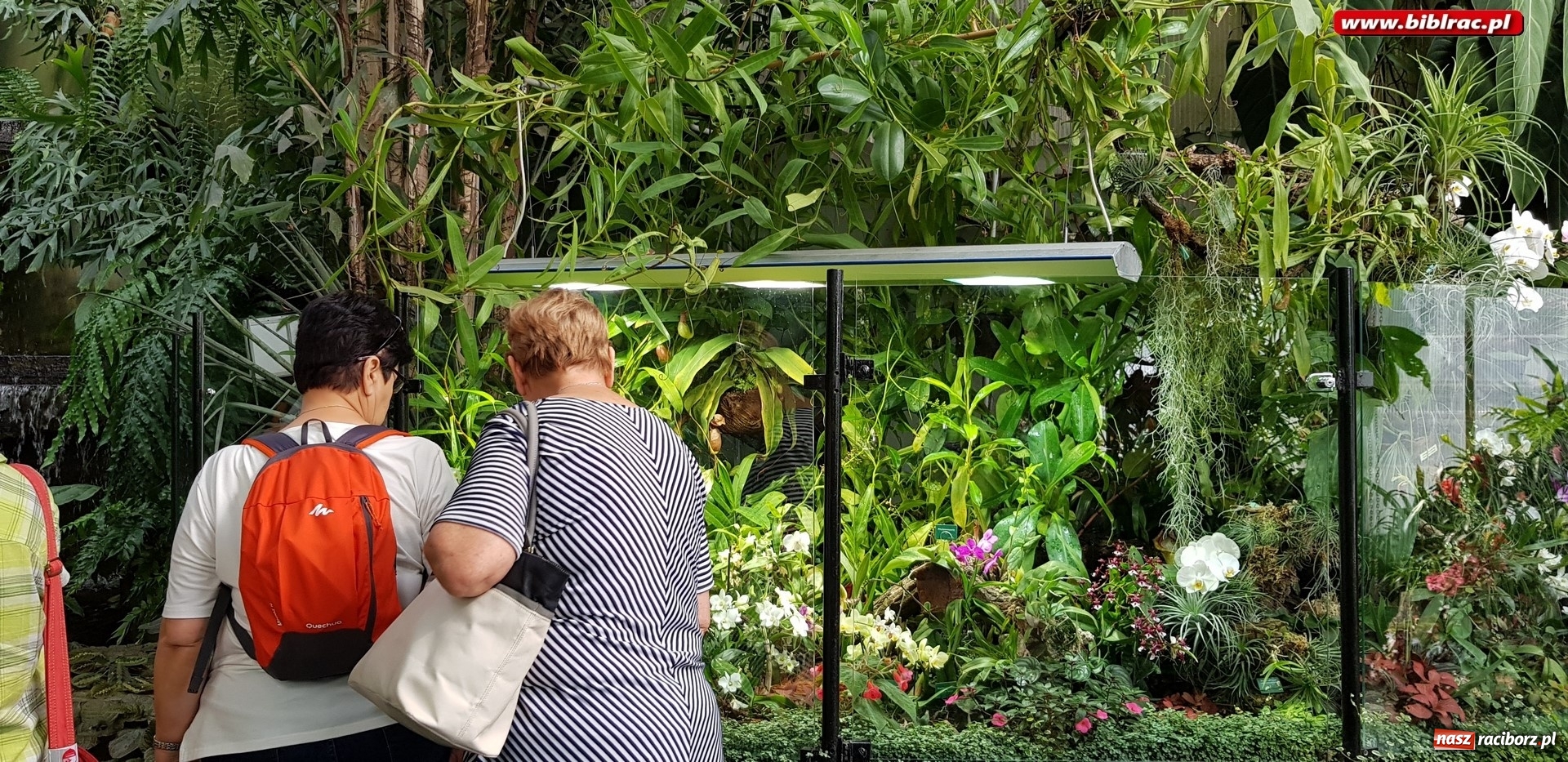 Zdjęcie w galerii na portalu naszraciborz.pl: Klub Przyjaciół Biblioteki na Ostrogu z wizytą w Palmiarni w Gliwicach wiadomości z regionu