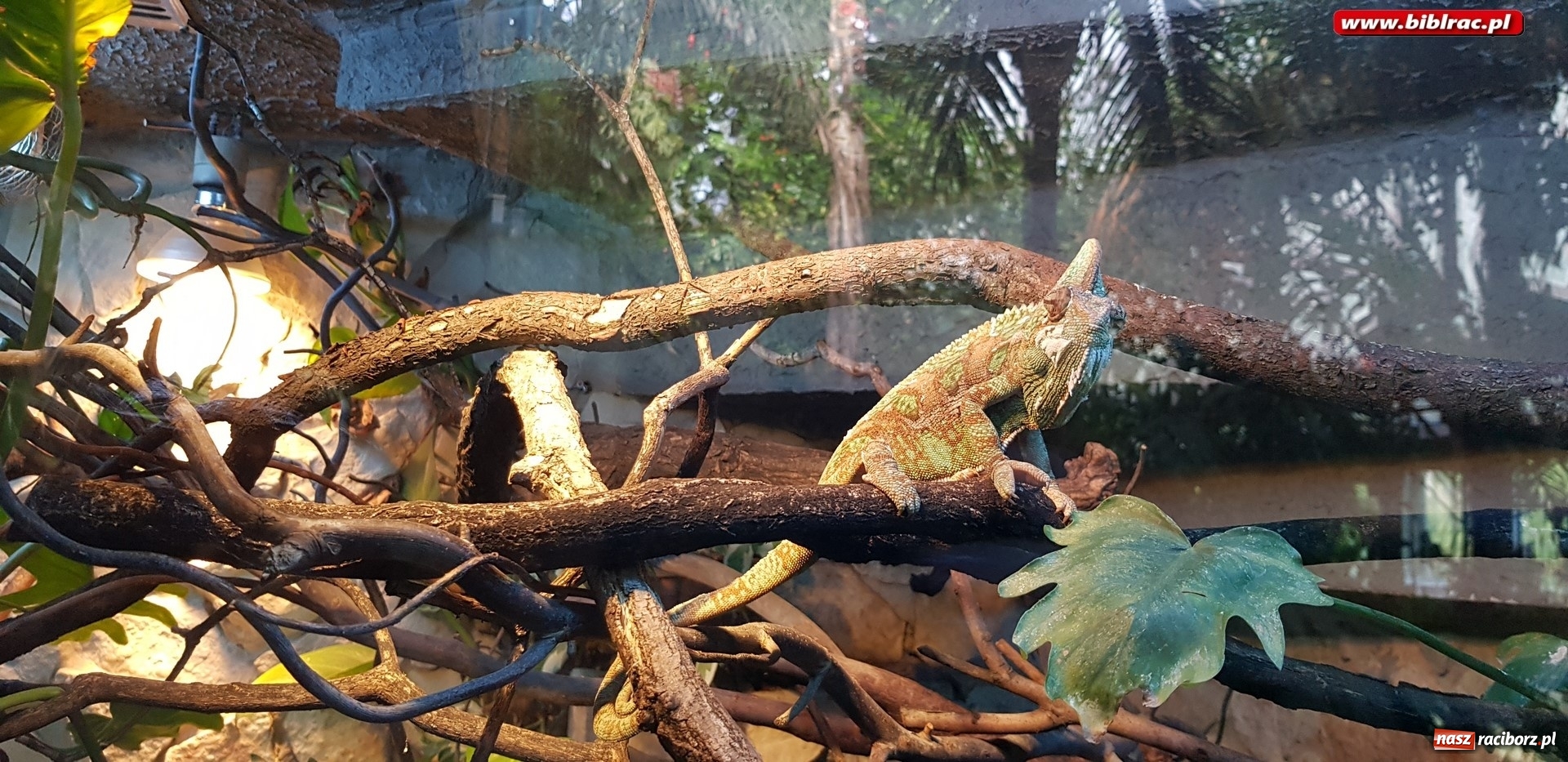 Zdjęcie w galerii na portalu naszraciborz.pl: Klub Przyjaciół Biblioteki na Ostrogu z wizytą w Palmiarni w Gliwicach wiadomości z regionu