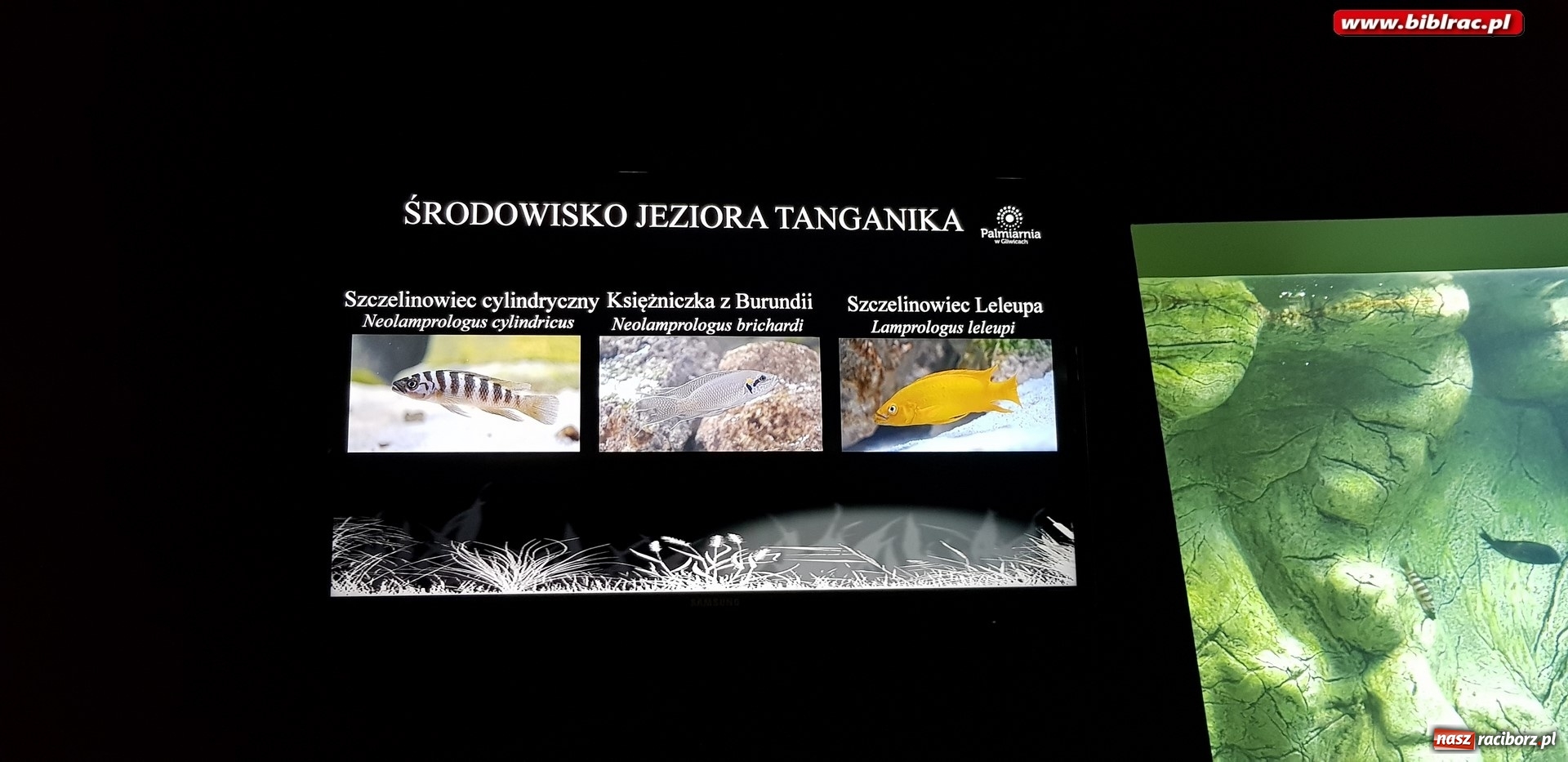 Zdjęcie w galerii na portalu naszraciborz.pl: Klub Przyjaciół Biblioteki na Ostrogu z wizytą w Palmiarni w Gliwicach wiadomości z regionu