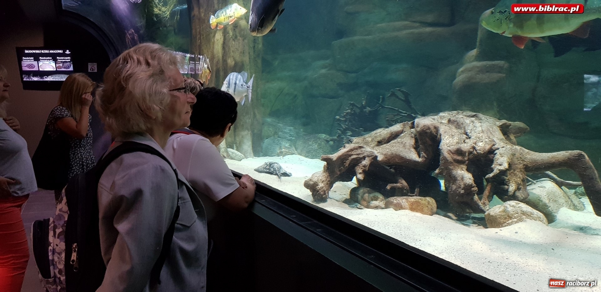 Zdjęcie w galerii na portalu naszraciborz.pl: Klub Przyjaciół Biblioteki na Ostrogu z wizytą w Palmiarni w Gliwicach wiadomości z regionu