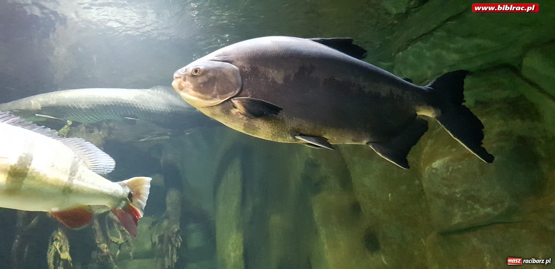 Zdjęcie w galerii na portalu naszraciborz.pl: Klub Przyjaciół Biblioteki na Ostrogu z wizytą w Palmiarni w Gliwicach wiadomości z regionu
