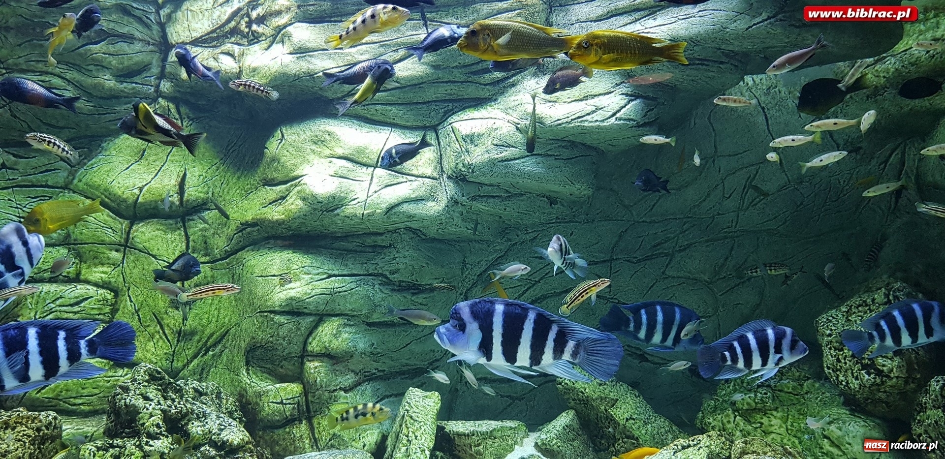 Zdjęcie w galerii na portalu naszraciborz.pl: Klub Przyjaciół Biblioteki na Ostrogu z wizytą w Palmiarni w Gliwicach wiadomości z regionu