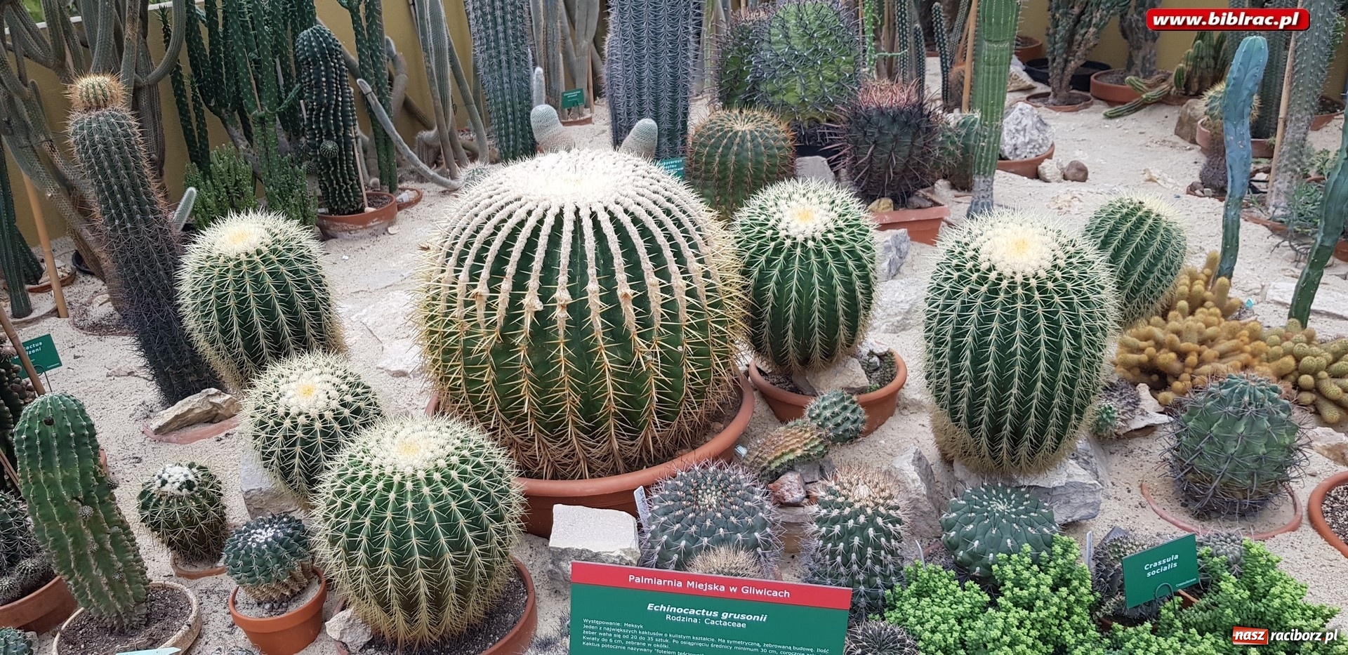 Zdjęcie w galerii na portalu naszraciborz.pl: Klub Przyjaciół Biblioteki na Ostrogu z wizytą w Palmiarni w Gliwicach wiadomości z regionu