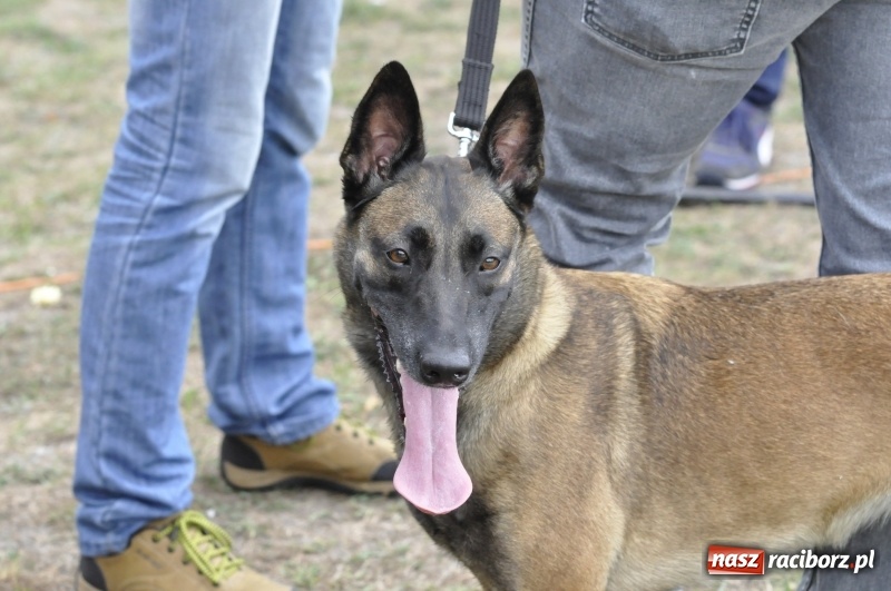 Zdjęcie w galerii na portalu naszraciborz.pl: Miłośnicy psów zjechali do Nędzy. Dwudniowe zmagania w mondioringu  wiadomości z regionu