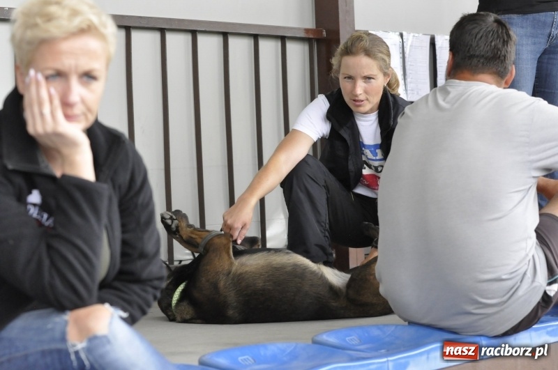 Zdjęcie w galerii na portalu naszraciborz.pl: Miłośnicy psów zjechali do Nędzy. Dwudniowe zmagania w mondioringu  wiadomości z regionu