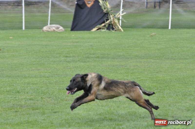 Zdjęcie w galerii na portalu naszraciborz.pl: Miłośnicy psów zjechali do Nędzy. Dwudniowe zmagania w mondioringu  wiadomości z regionu