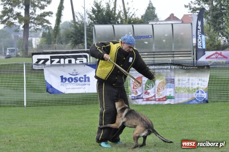 Zdjęcie w galerii na portalu naszraciborz.pl: Miłośnicy psów zjechali do Nędzy. Dwudniowe zmagania w mondioringu  wiadomości z regionu