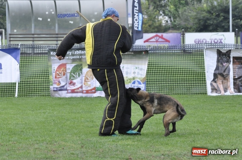 Zdjęcie w galerii na portalu naszraciborz.pl: Miłośnicy psów zjechali do Nędzy. Dwudniowe zmagania w mondioringu  wiadomości z regionu