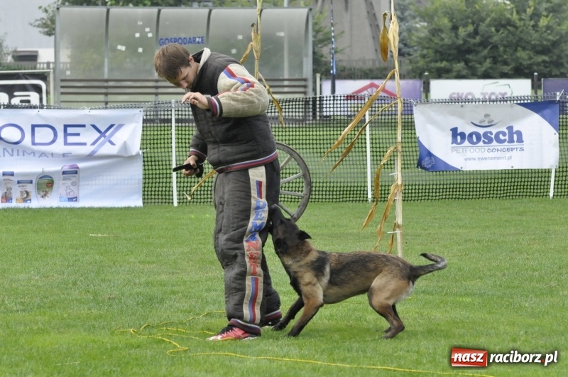 Zdjęcie w galerii na portalu naszraciborz.pl: Miłośnicy psów zjechali do Nędzy. Dwudniowe zmagania w mondioringu  wiadomości z regionu